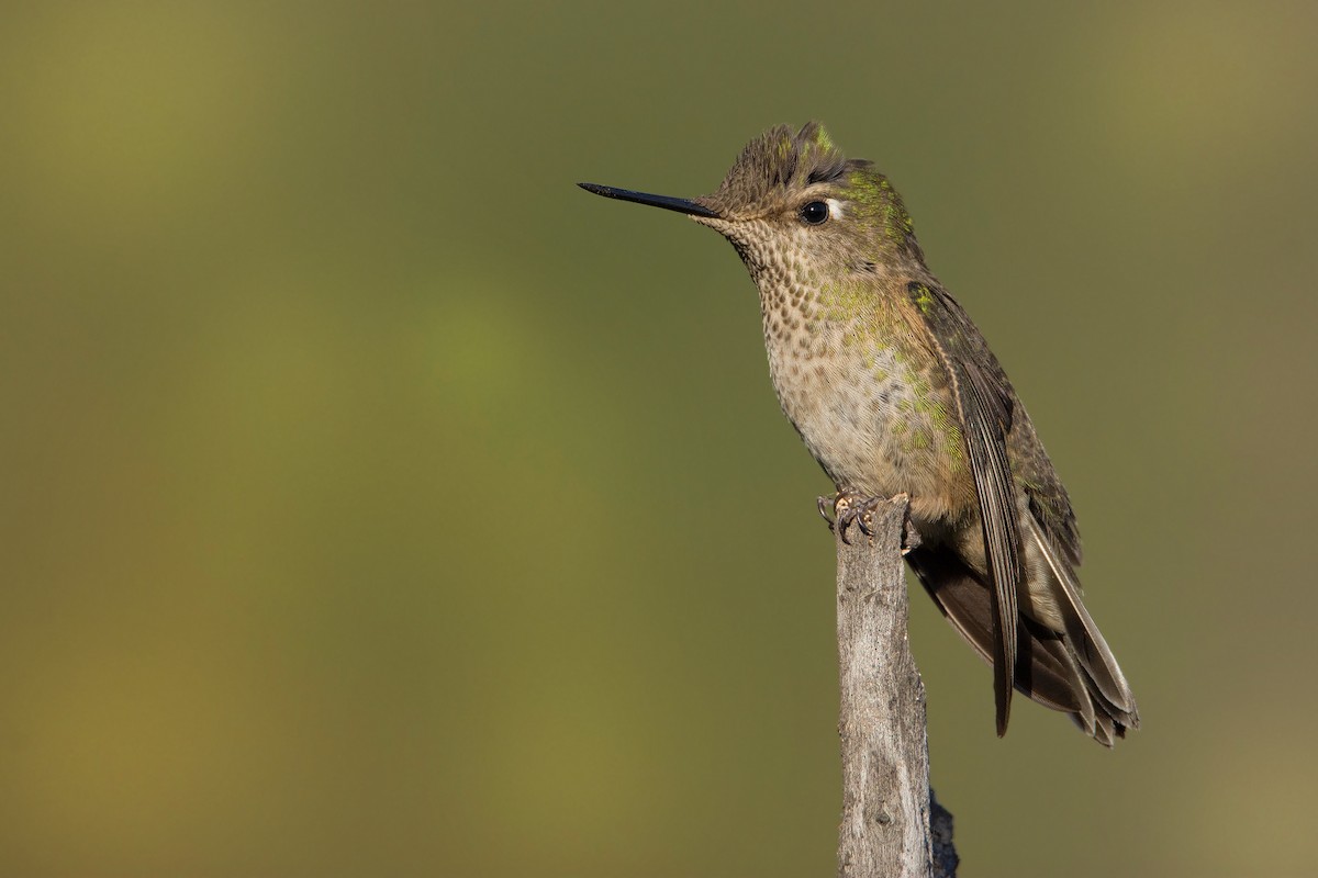 Colibri du Chili - ML174910731