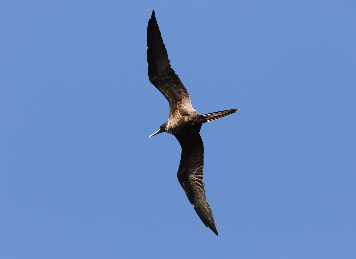 Magnificent Frigatebird - ML174911461