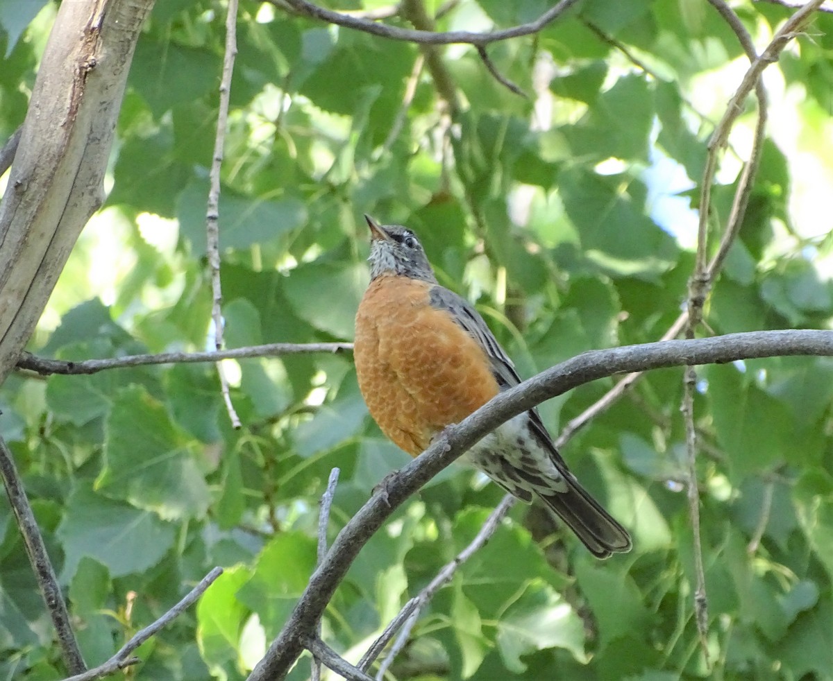 American Robin - ML174914431