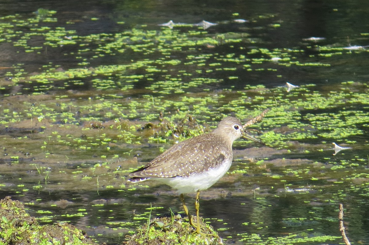 Solitary Sandpiper - Dean Shoup