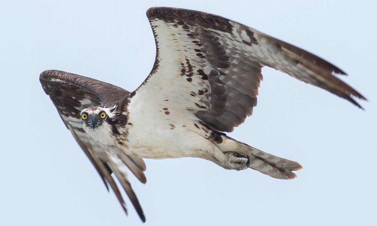 Osprey (American) - Paul Fenwick