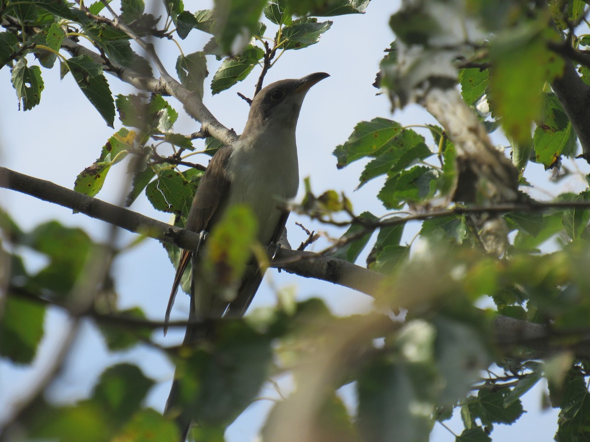 Yellow-billed Cuckoo - ML174916971