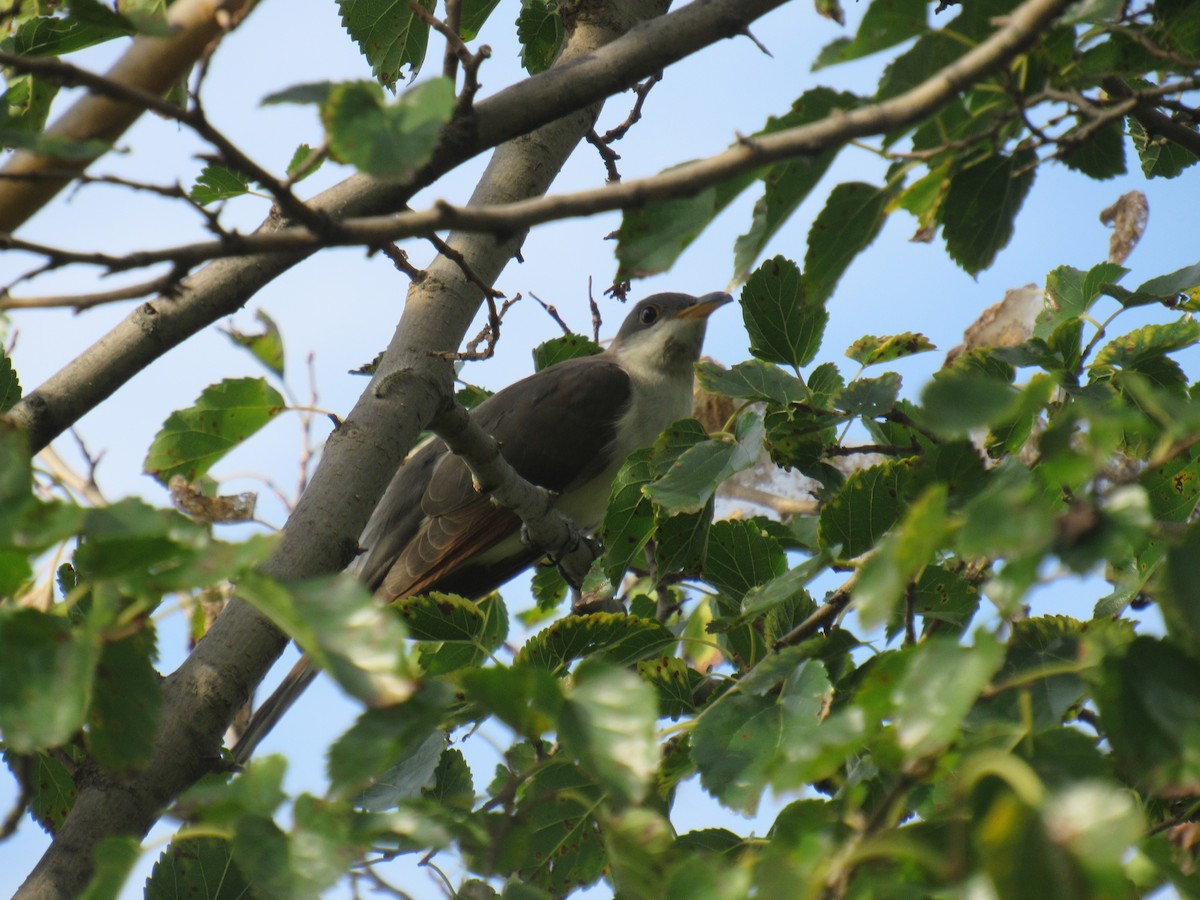 Yellow-billed Cuckoo - ML174916991