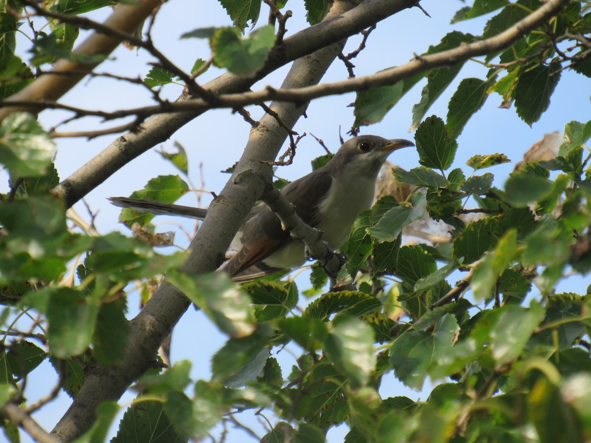 Yellow-billed Cuckoo - ML174917021