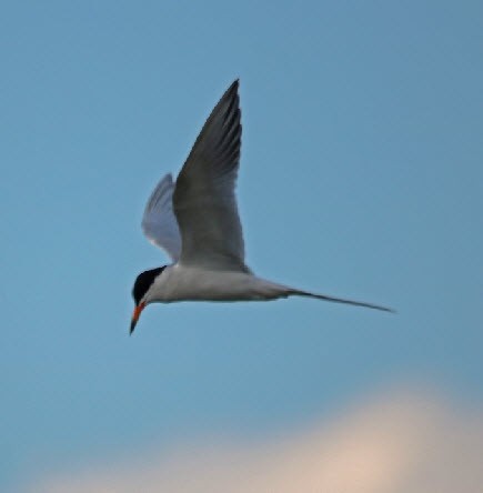 Forster's Tern - ML174917461