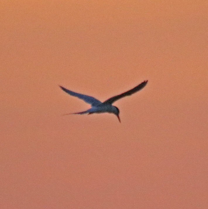 Forster's Tern - ML174917571