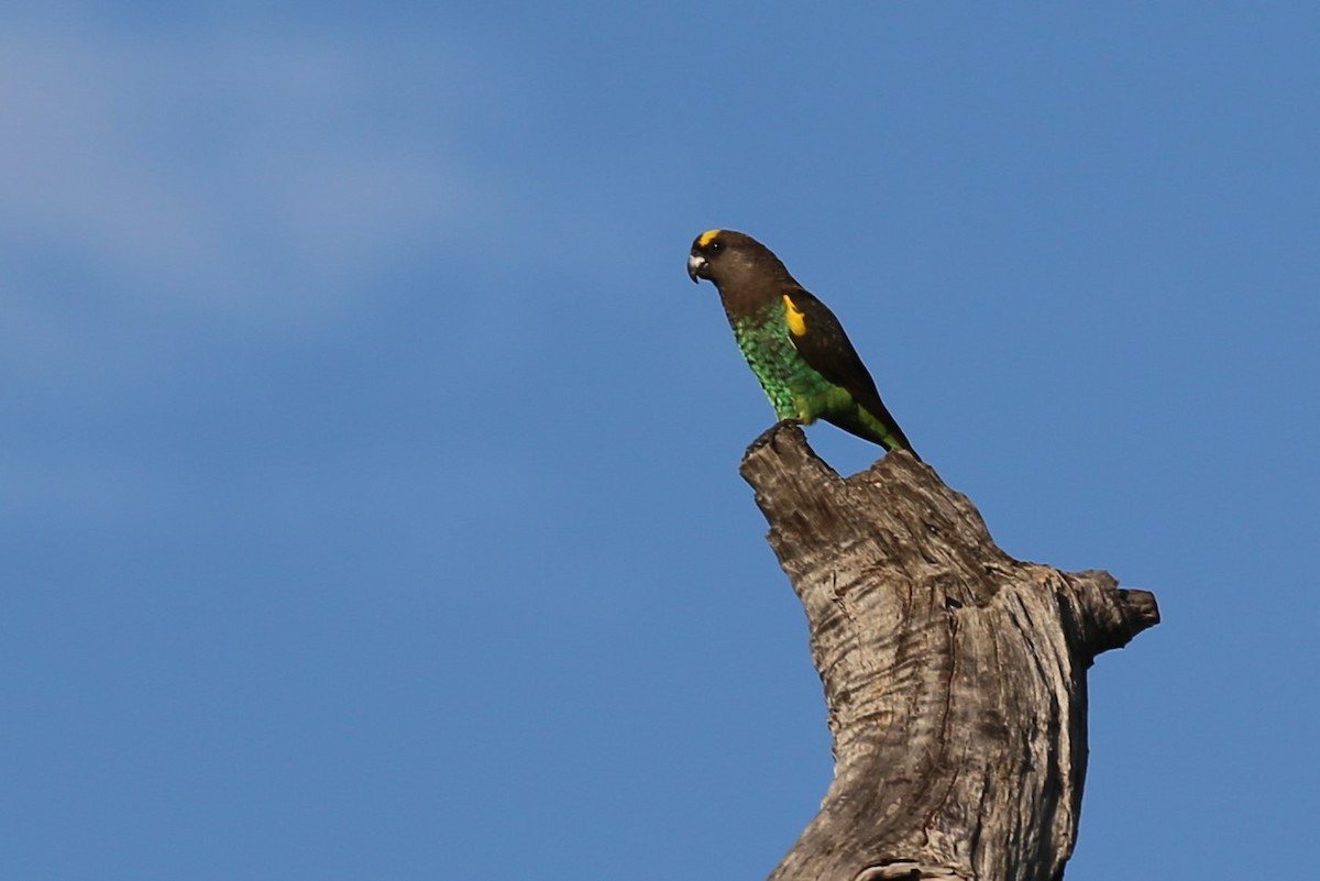 Meyer's Parrot - Stephen McCullers