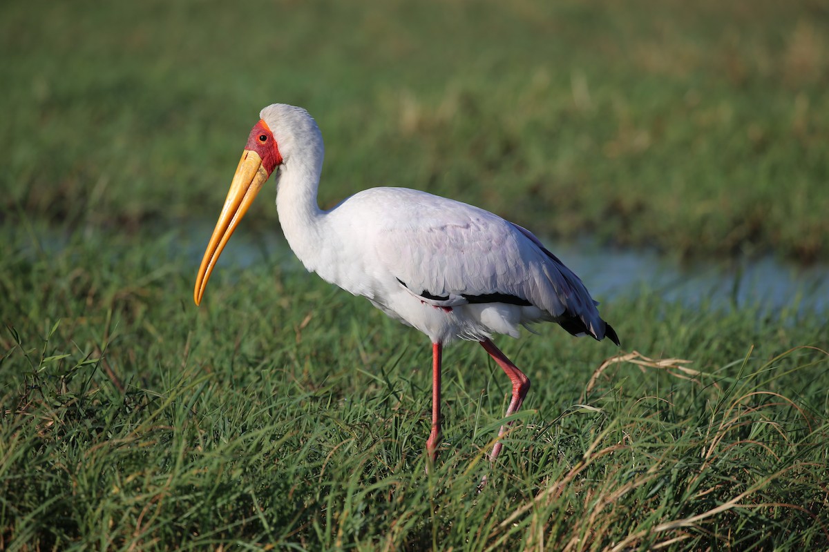 Yellow-billed Stork - Stephen McCullers