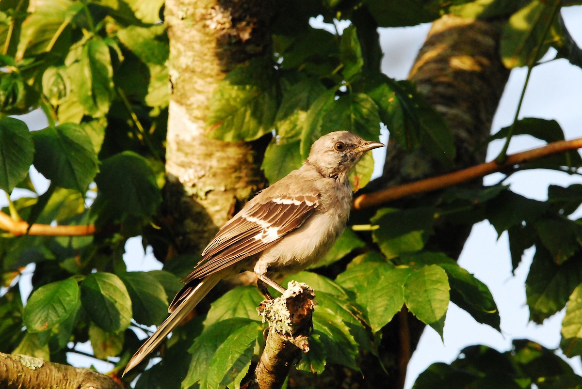 Northern Mockingbird - Steve Brown