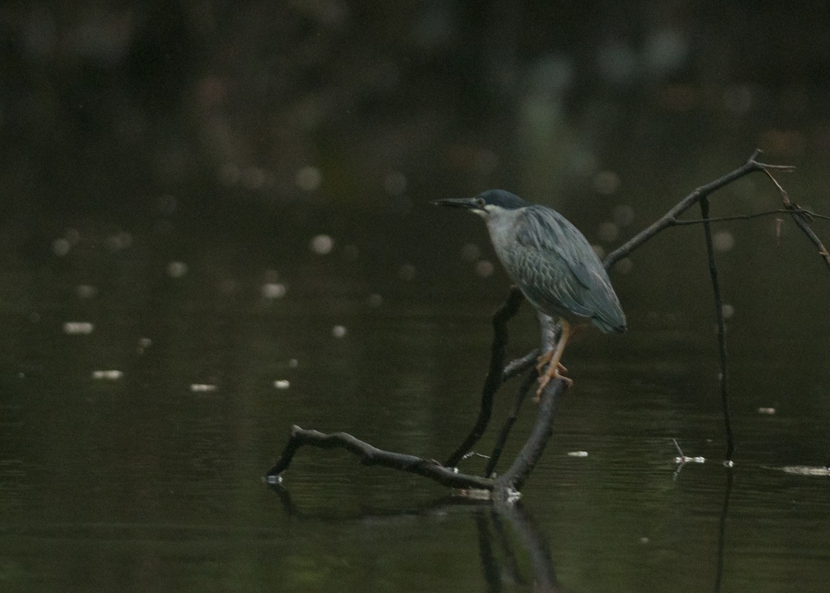 Striated Heron - Giselle Mangini