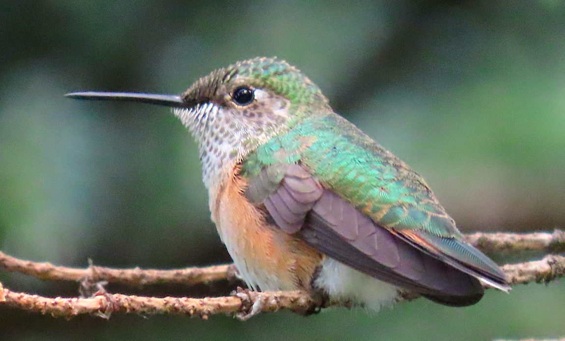 Calliope Hummingbird - ML174922831