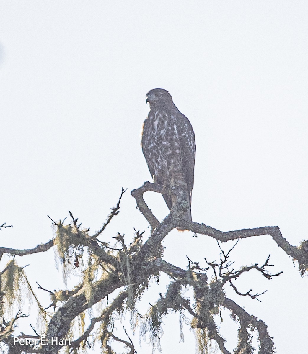 Red-tailed Hawk - ML174924001