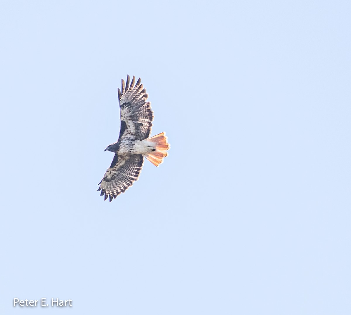 Red-tailed Hawk - ML174924271