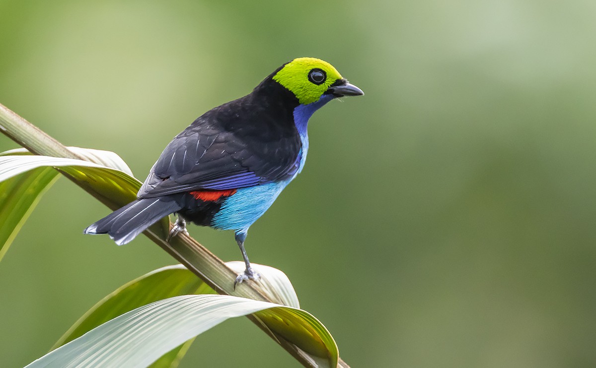 Paradise Tanager - Andrés Posada