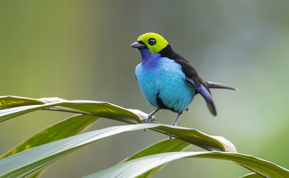 Paradise Tanager - Andrés Posada