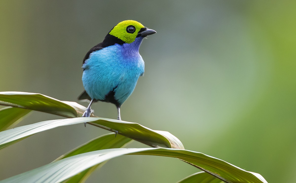 Paradise Tanager - Andrés Posada