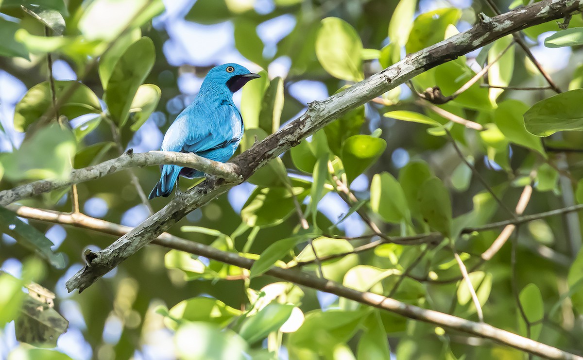 Plum-throated Cotinga - Andrés Posada