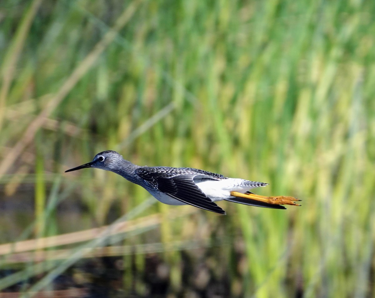 Lesser Yellowlegs - Graham Rice