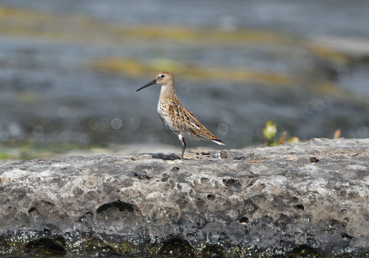 Dunlin - ML174930601