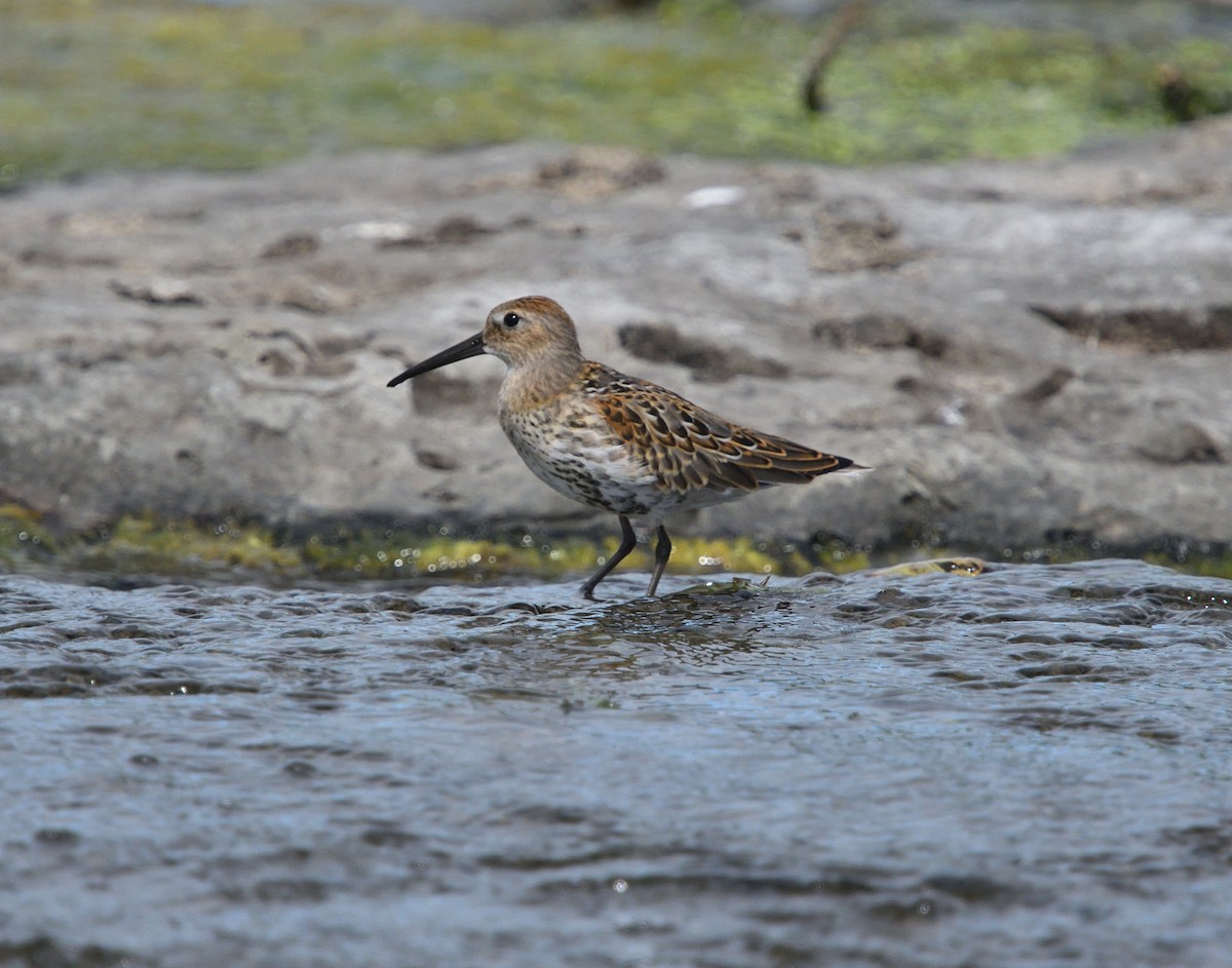 Dunlin - ML174930611