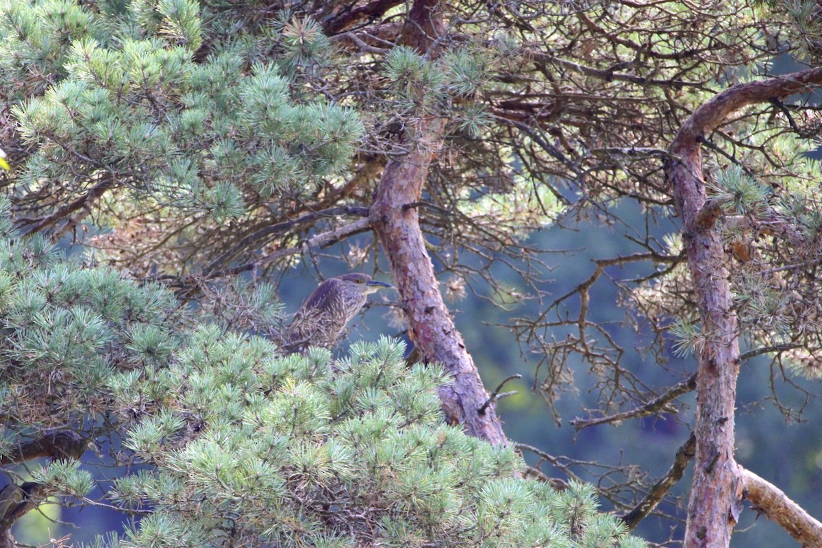 Black-crowned Night Heron - ML174931431