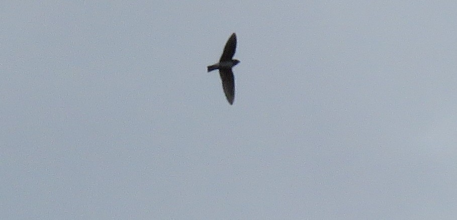 Cliff Swallow - ML174933481