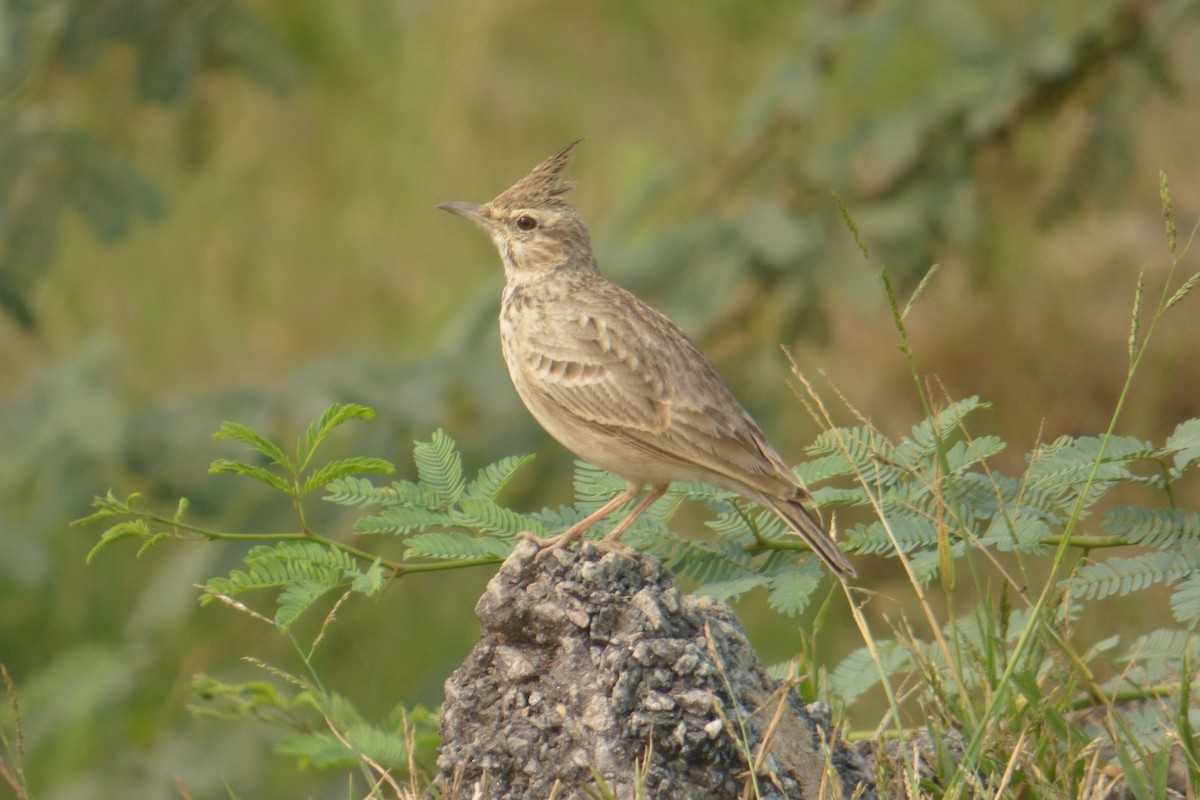 Crested Lark - ML174934521