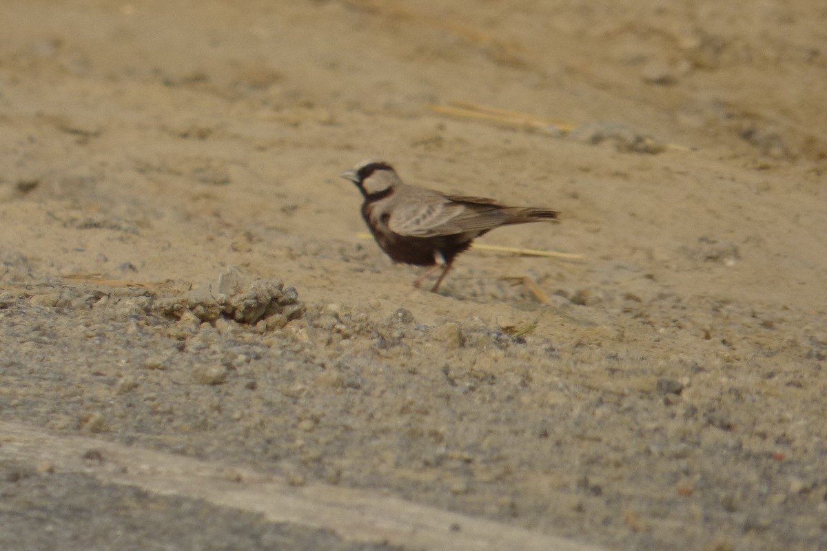 Ashy-crowned Sparrow-Lark - ML174934571