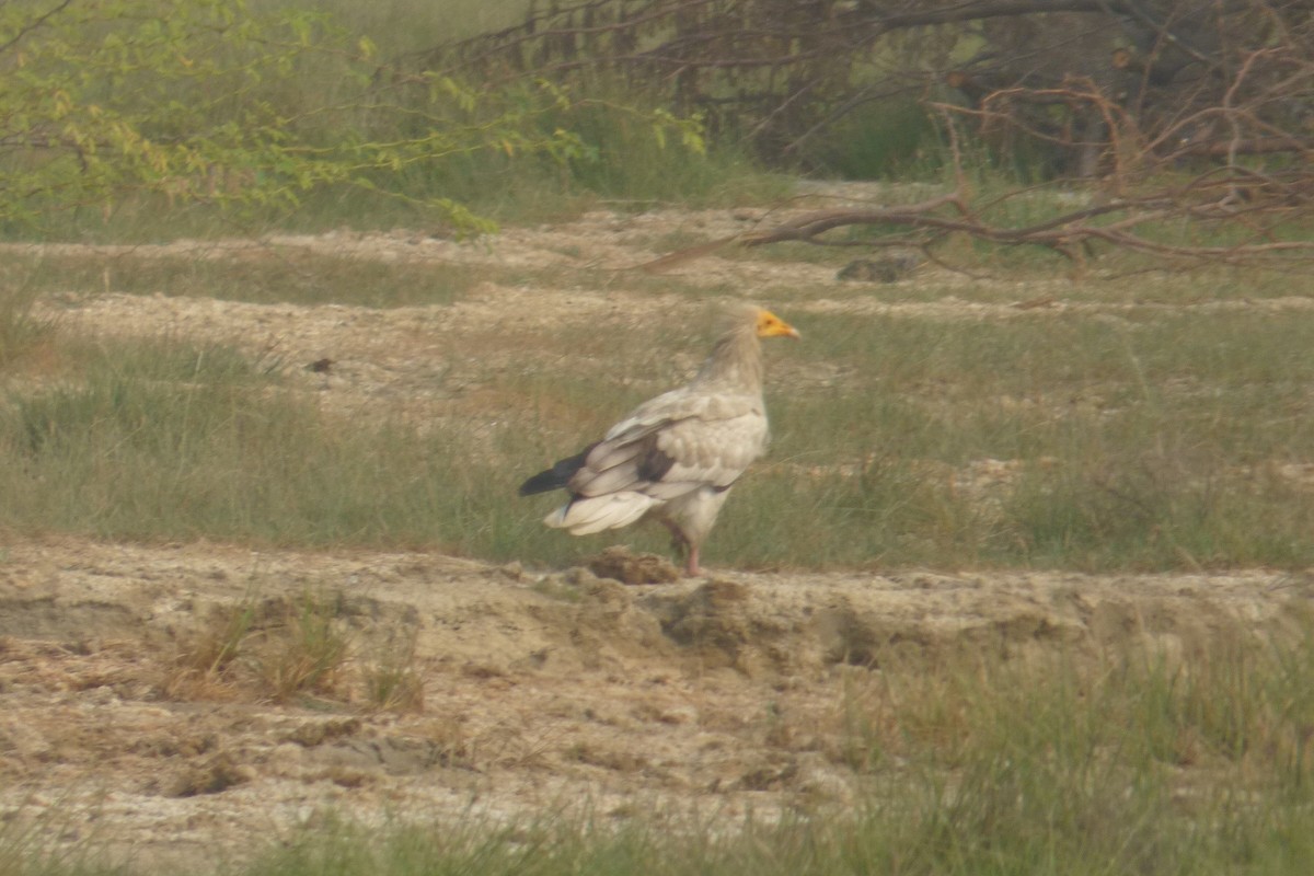 Egyptian Vulture - ML174934601