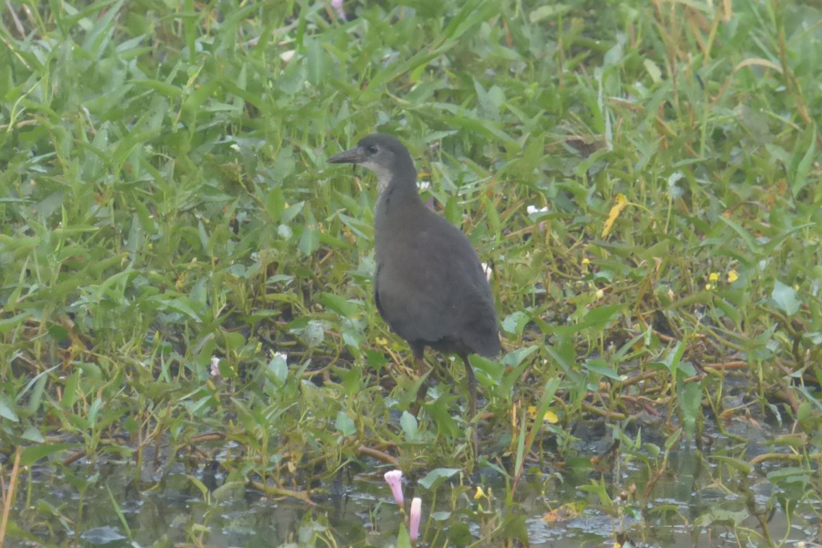 Brown Crake - ML174934631