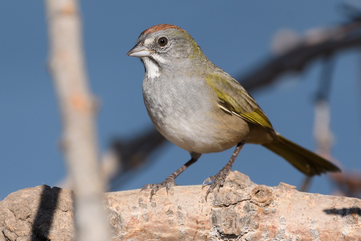 Green-tailed Towhee - Darren Clark