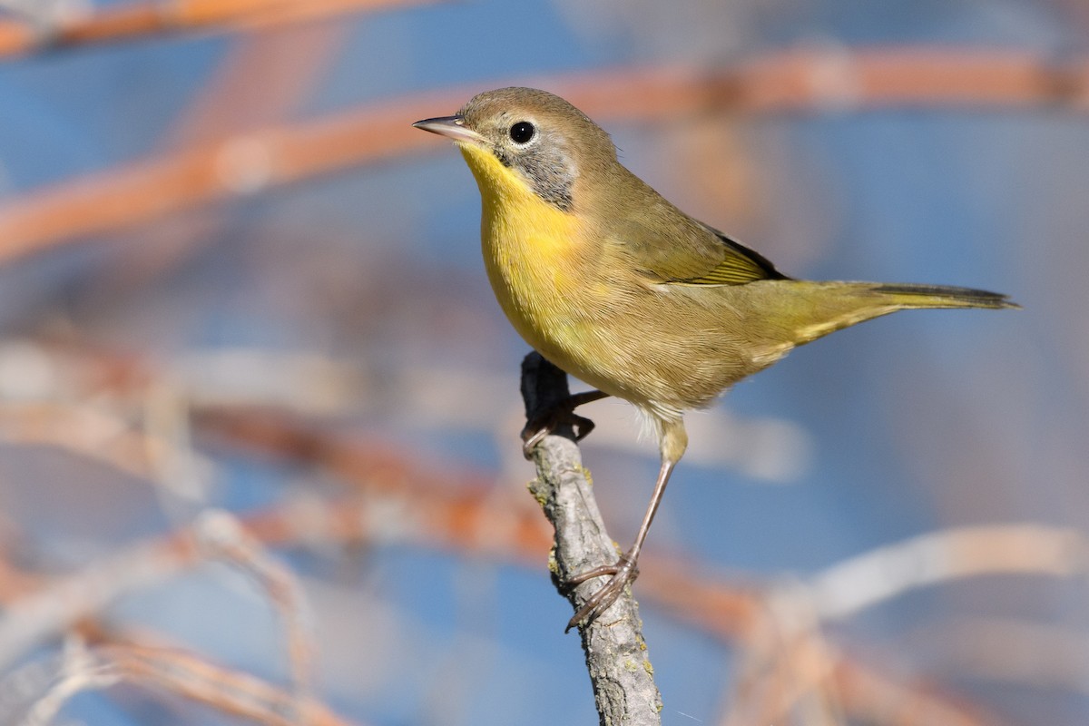 Common Yellowthroat - ML174936651