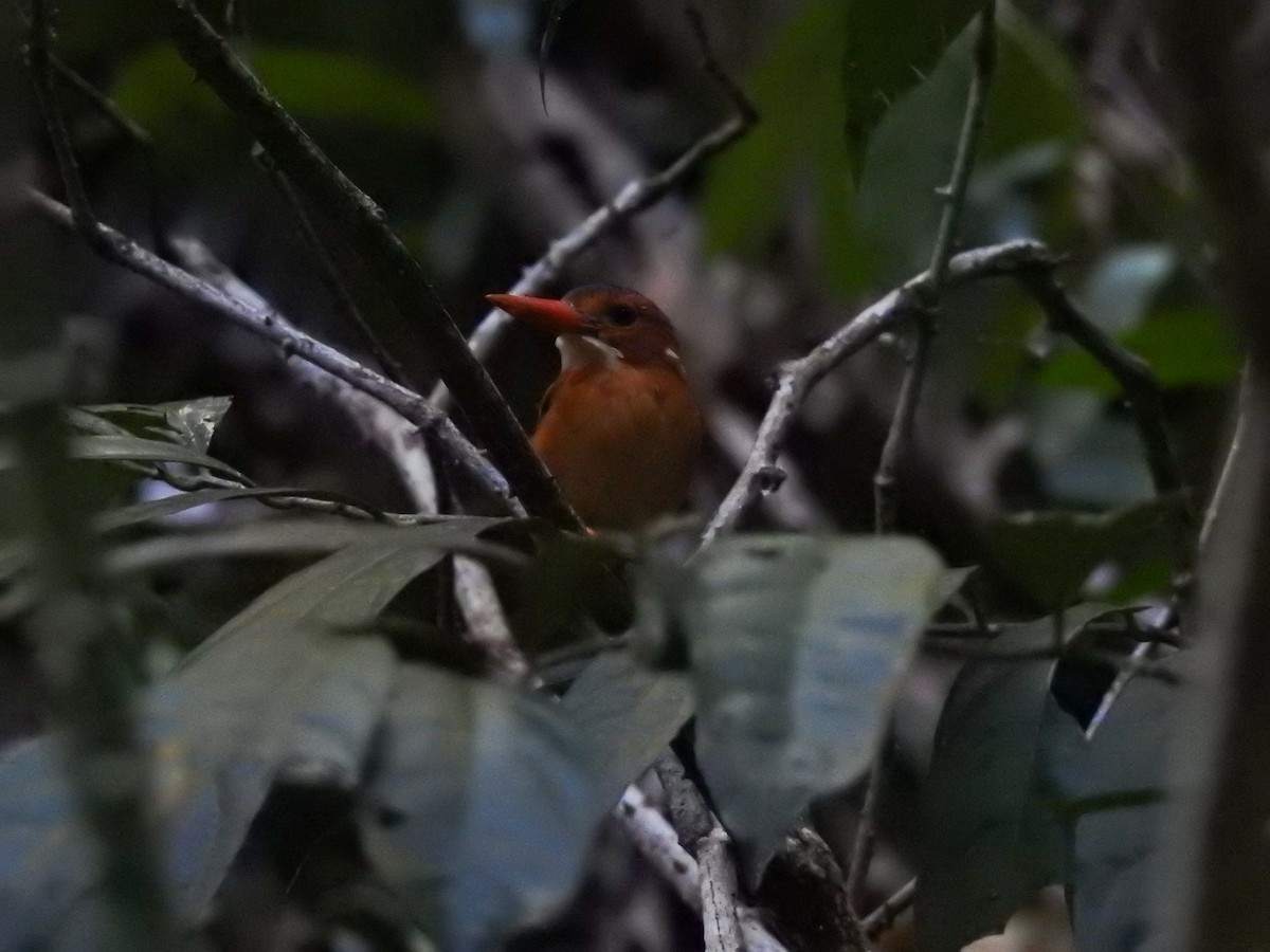 Sulawesi Dwarf-Kingfisher - Pam Rasmussen