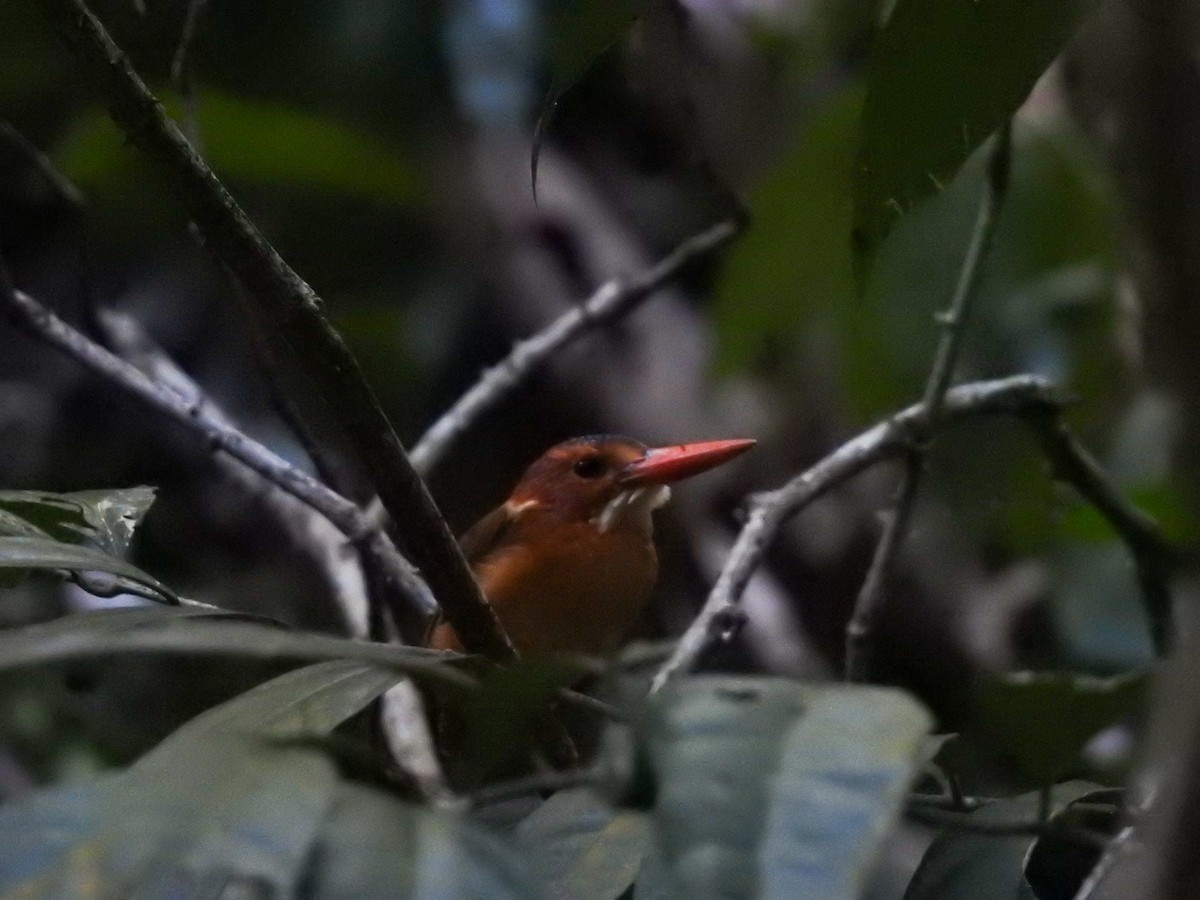 Sulawesi Dwarf-Kingfisher - Pam Rasmussen