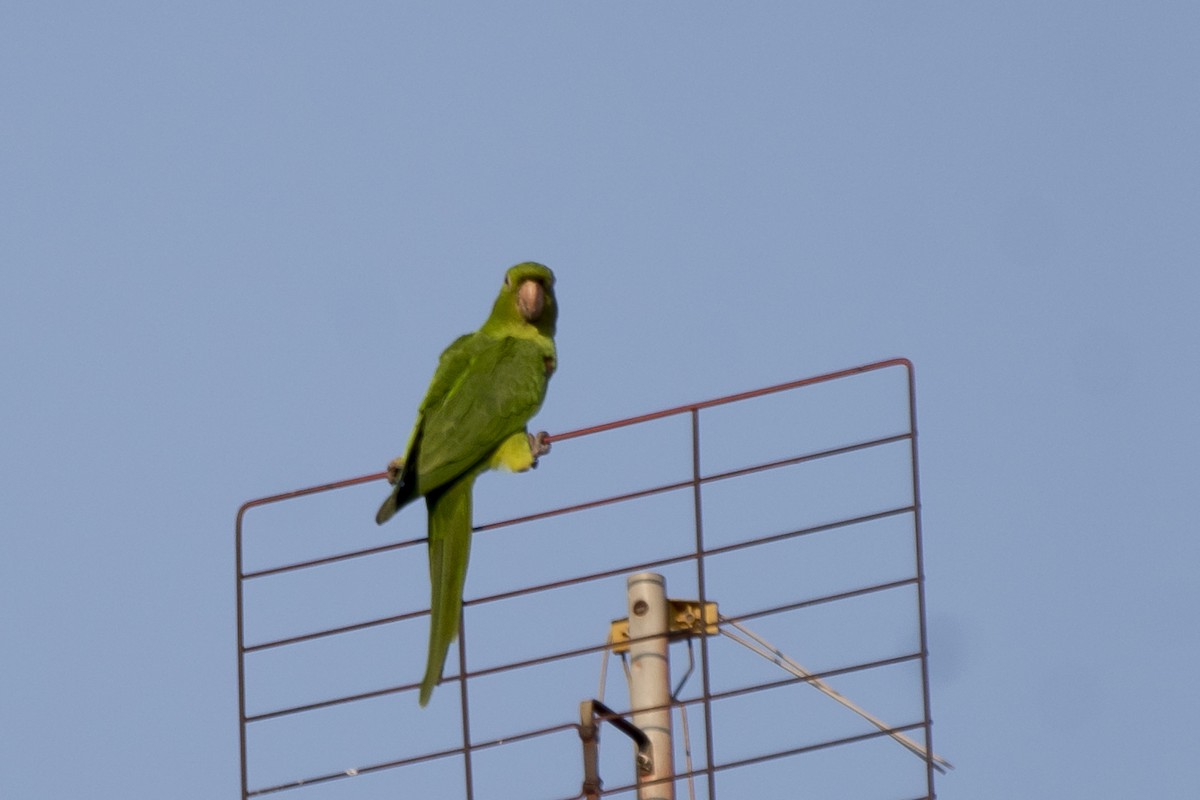 Conure pavouane - ML174939331