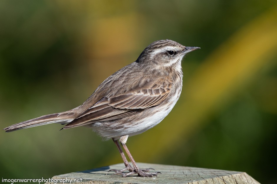 New Zealand Pipit - ML174939441