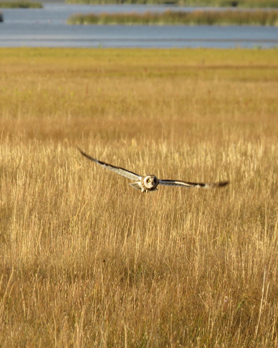 Short-eared Owl - Keegan Burke