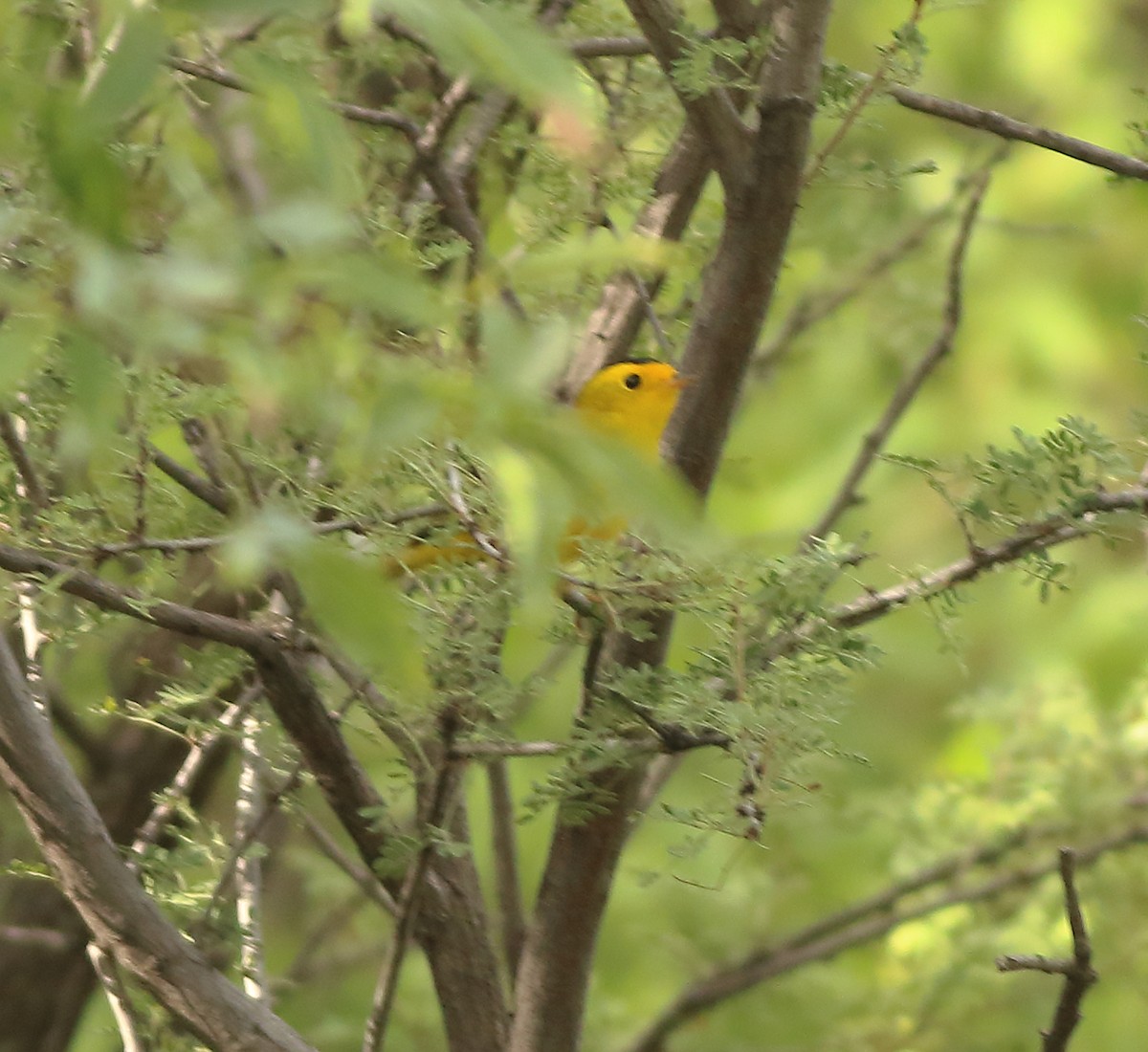 Wilson's Warbler - ML174941071