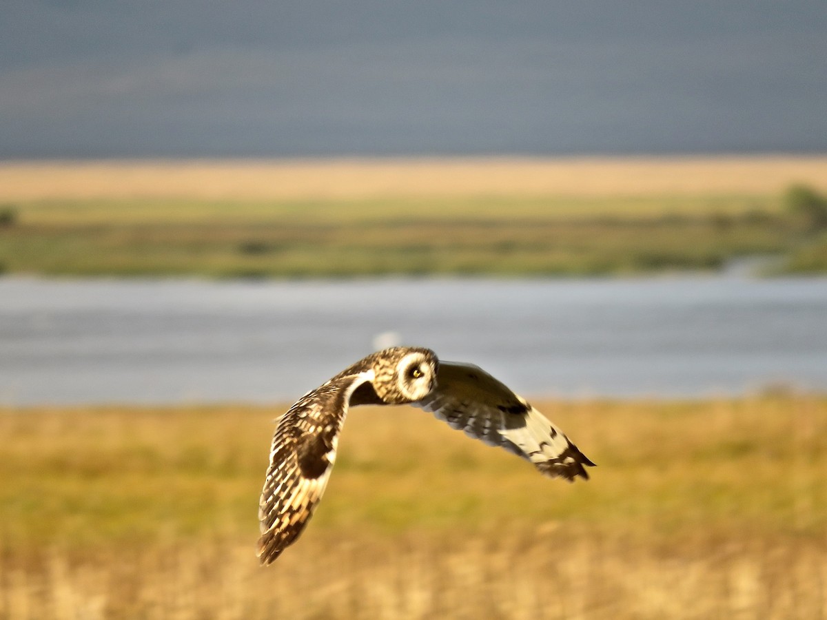 Short-eared Owl - Keegan Burke