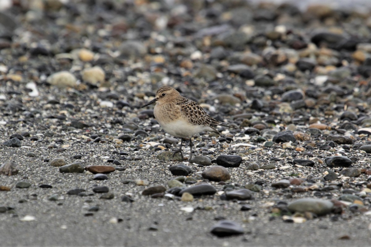 Baird's Sandpiper - John Bjorkman