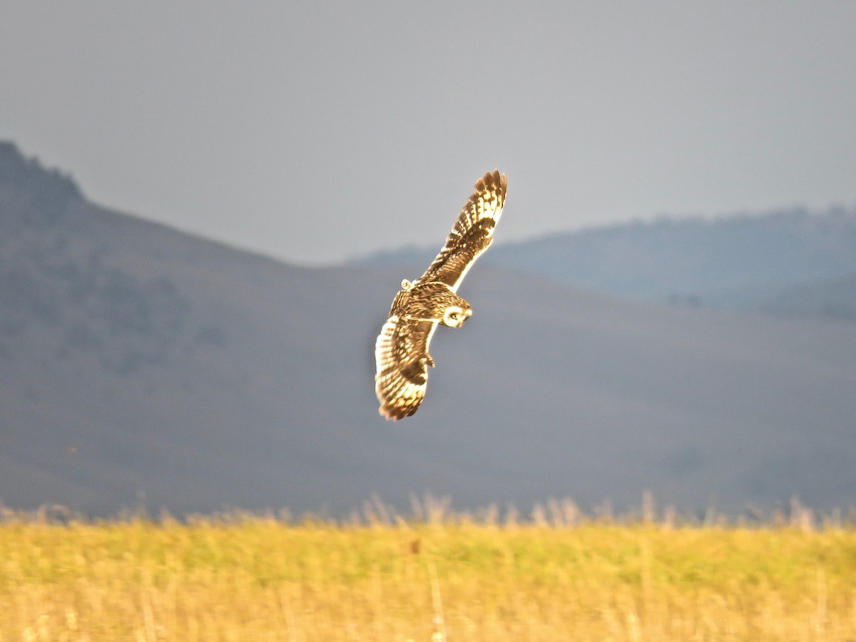 Short-eared Owl - ML174941711