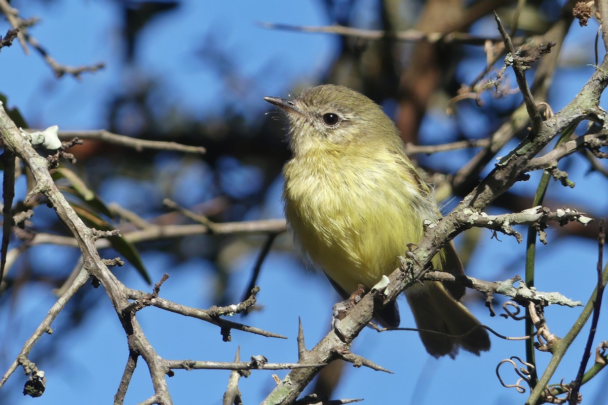 Mottle-cheeked Tyrannulet - Jorge  Quiroga