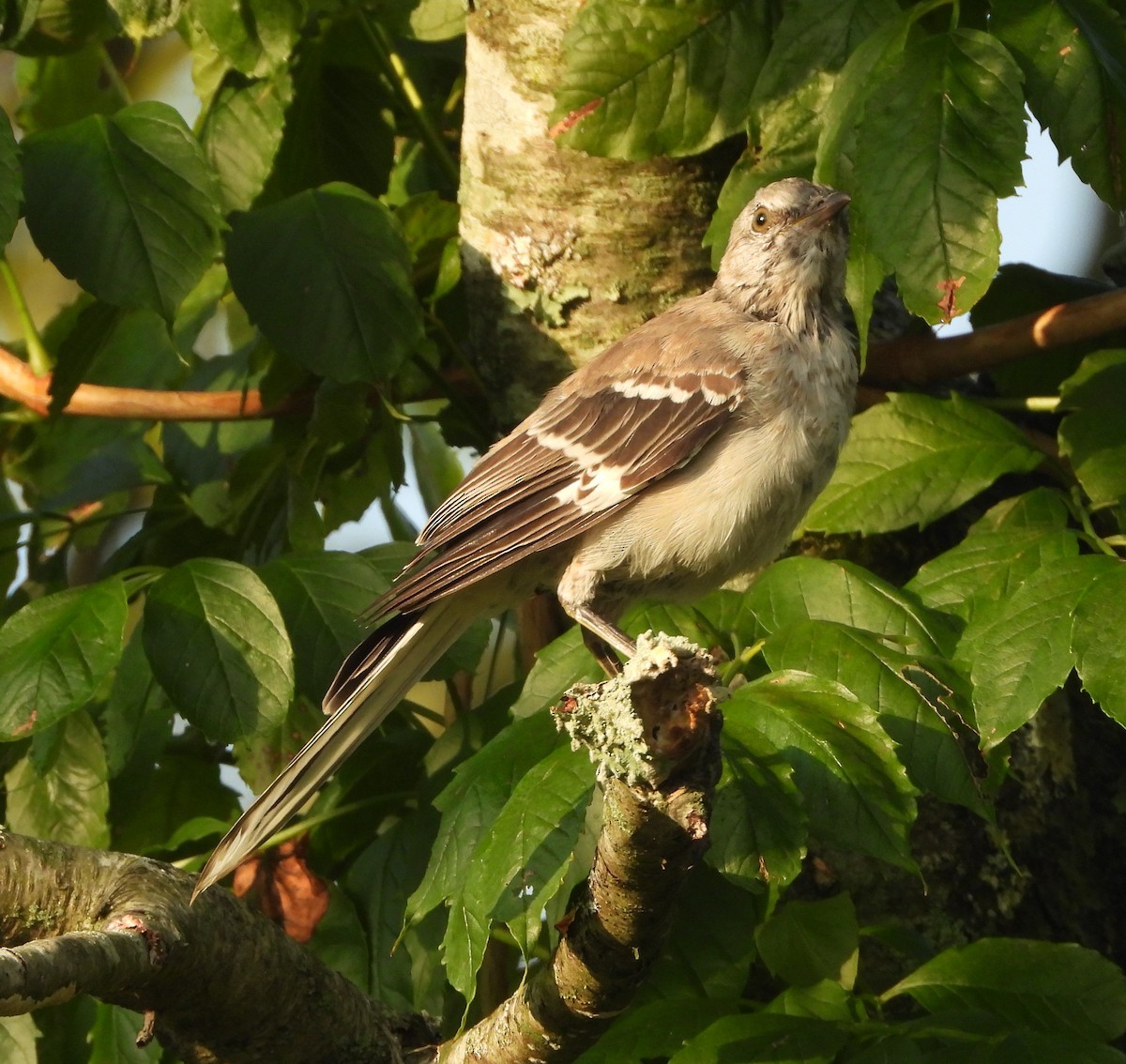 Northern Mockingbird - Sunil Thirkannad