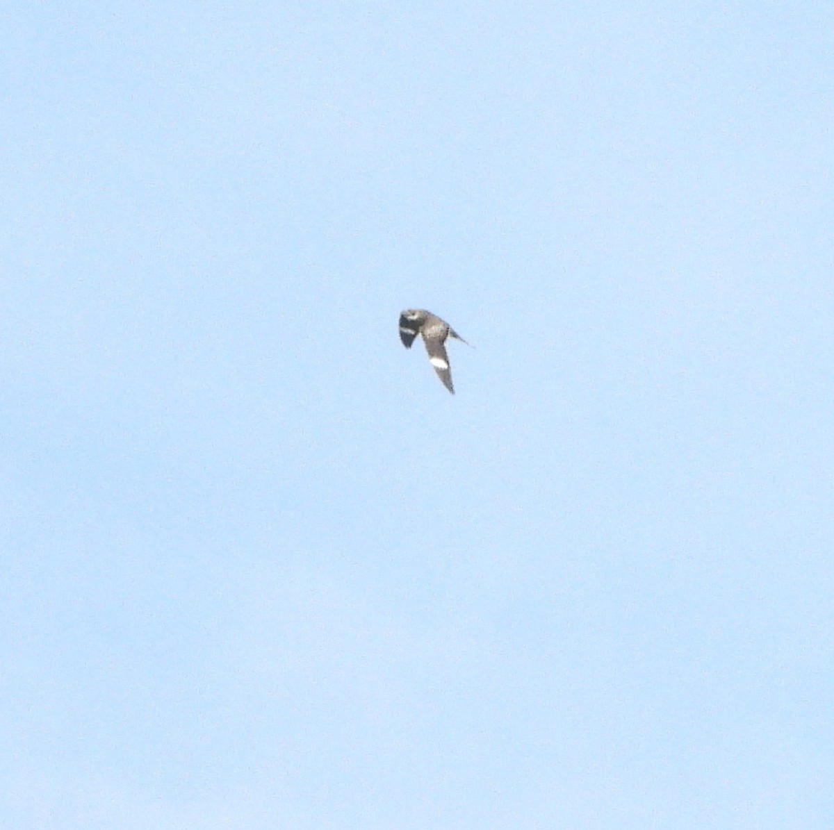 Common Nighthawk - Sunil Thirkannad