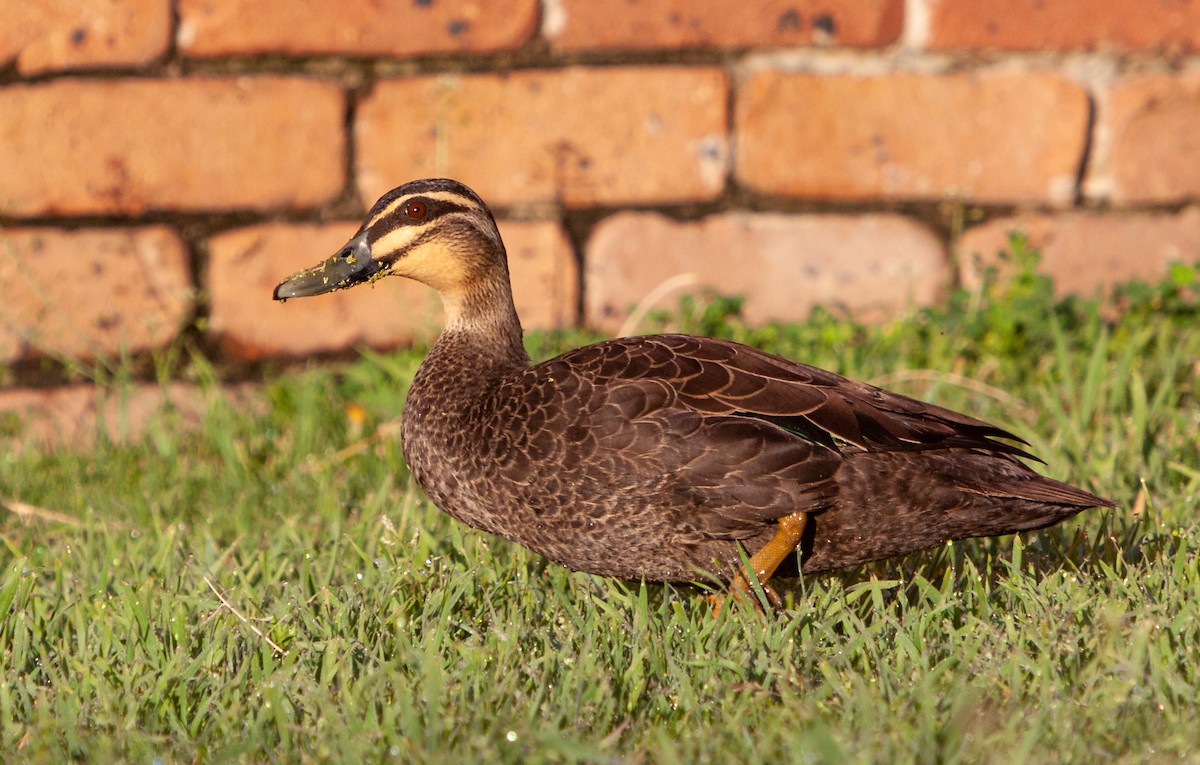 Pacific Black Duck - ML174946941