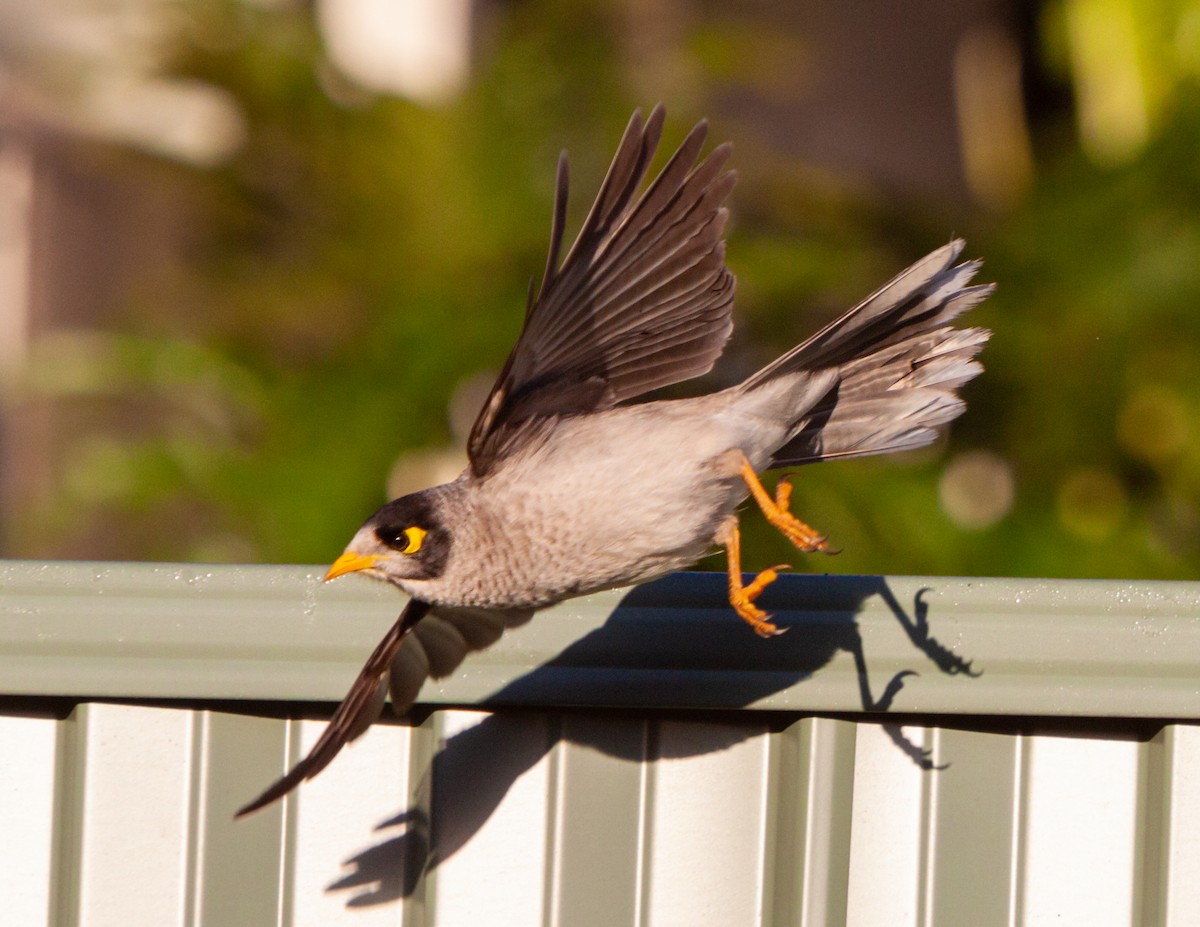 Noisy Miner - Kent Warner