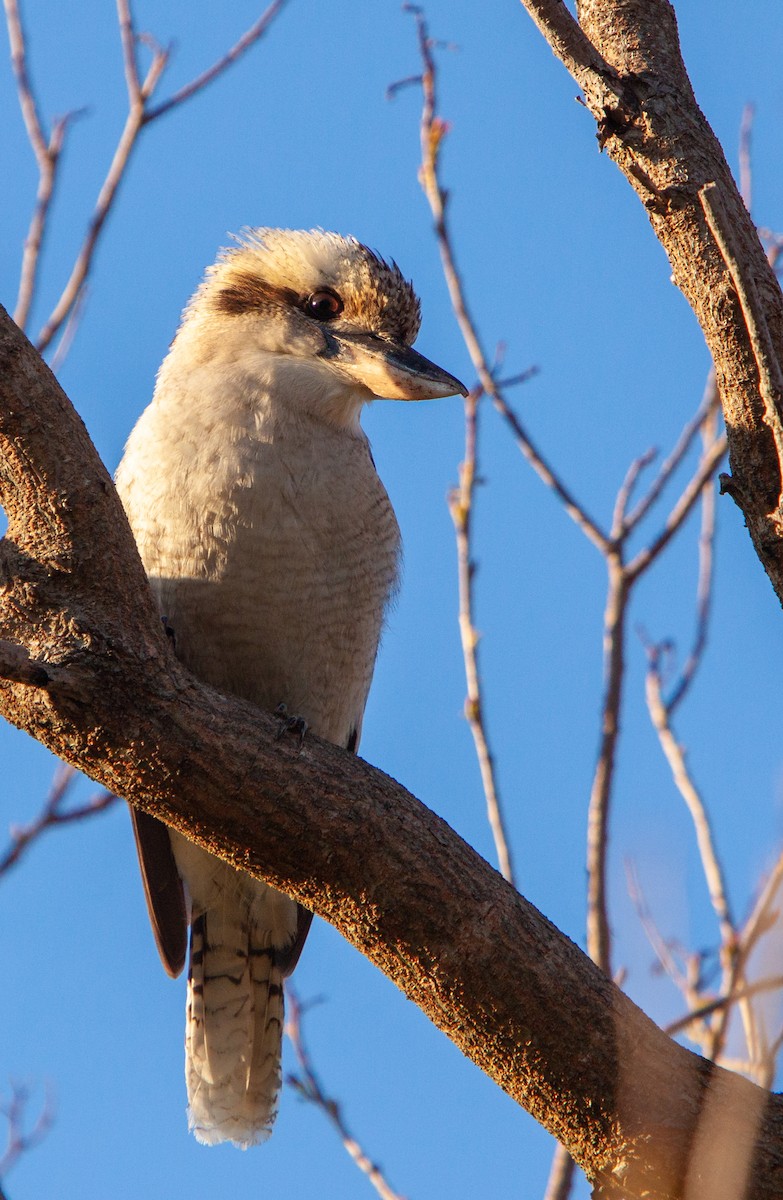 Laughing Kookaburra - Kent Warner