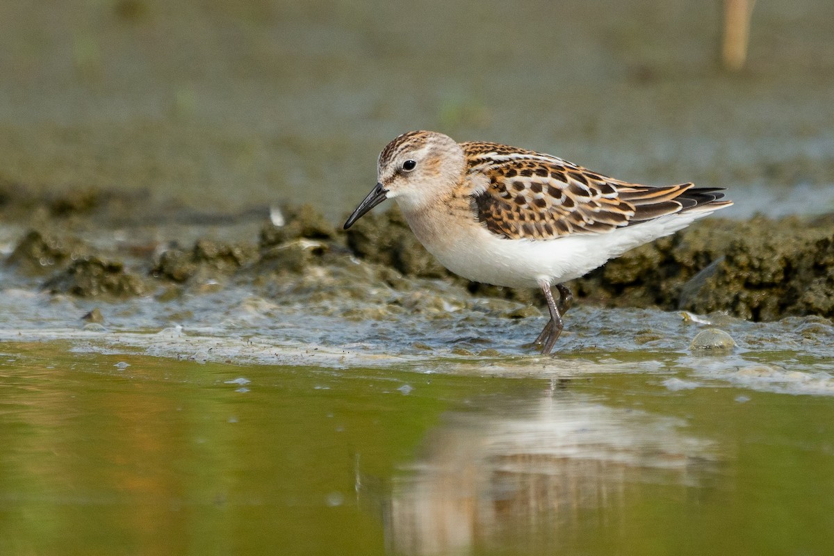 Little Stint - Sulli Gibson