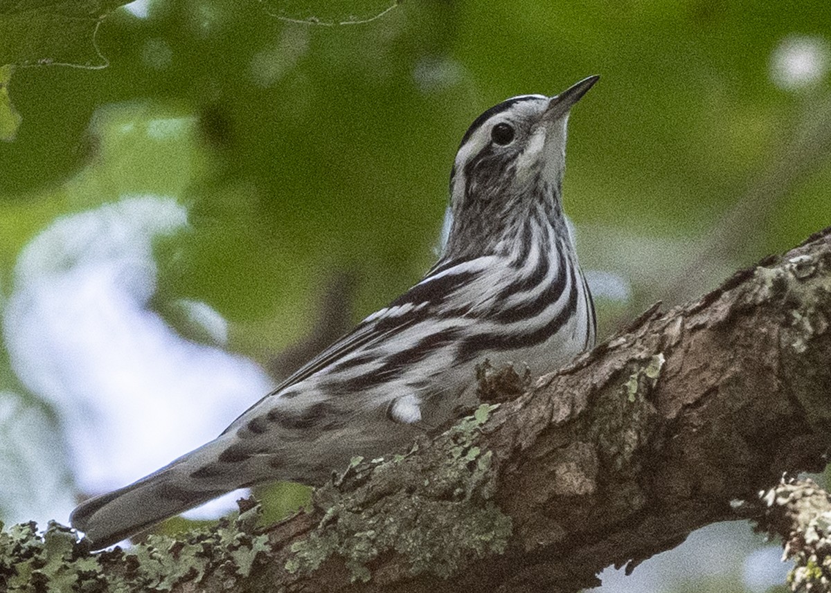 Black-and-white Warbler - ML174953321