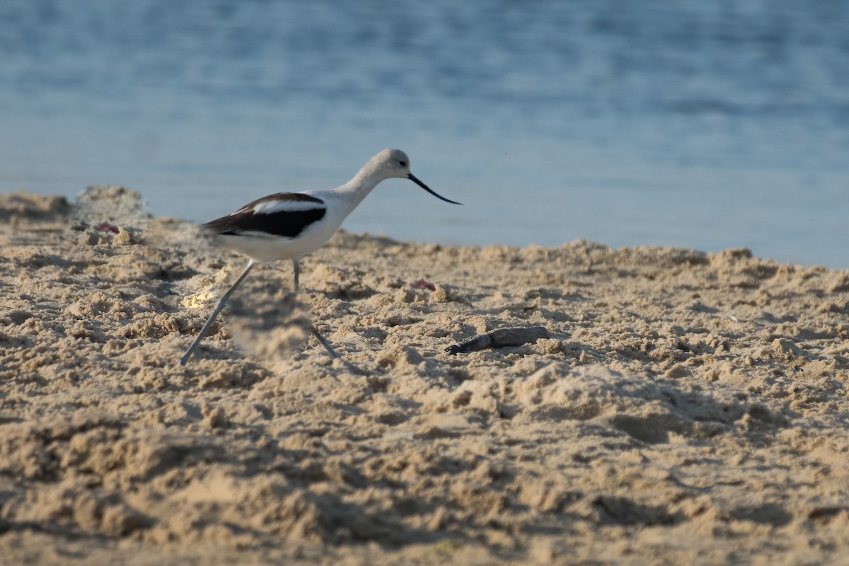 Avoceta Americana - ML174954271